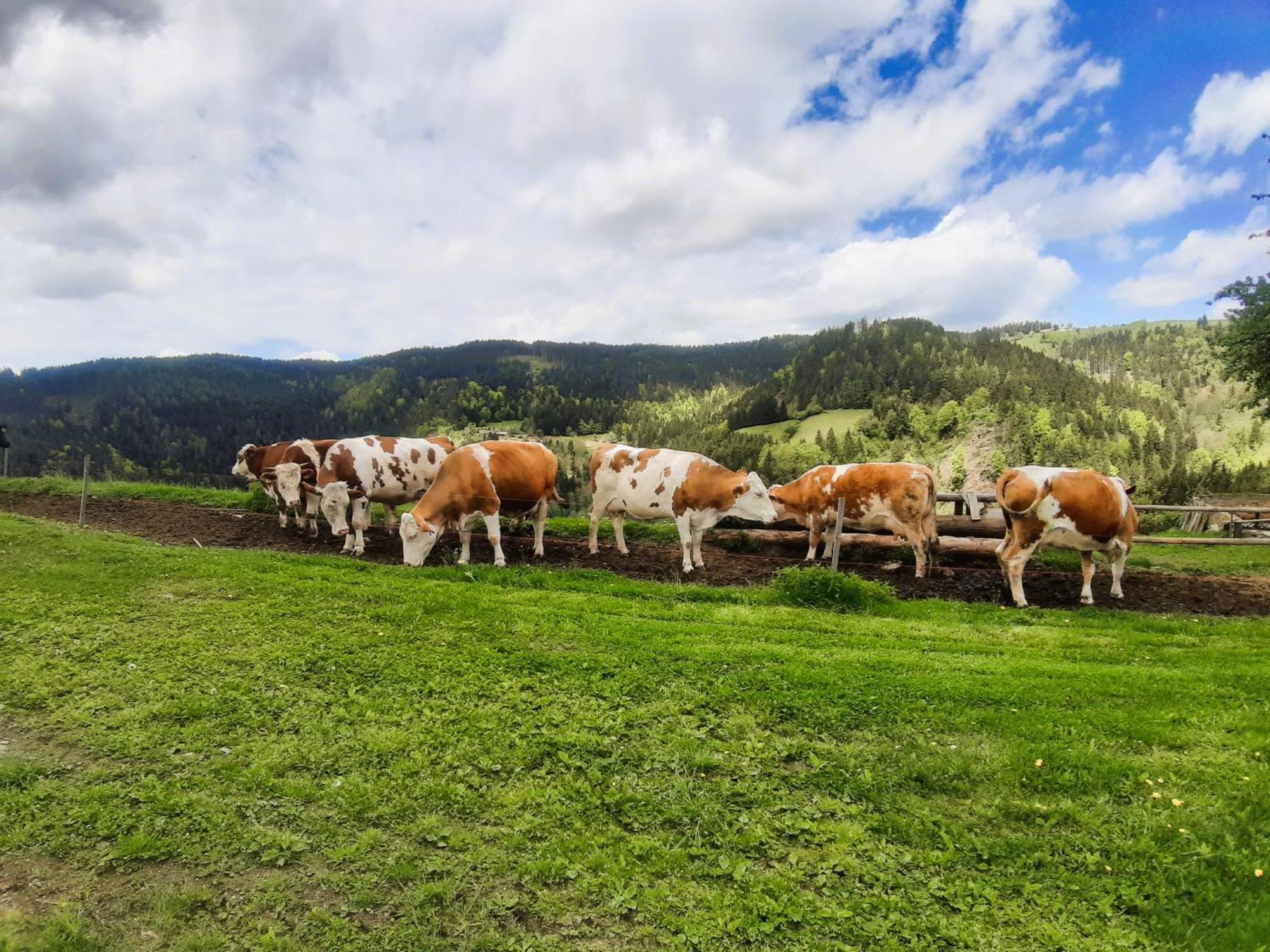 Prevalje Apartments Organic Tourist Farm Gradisnik מראה חיצוני תמונה